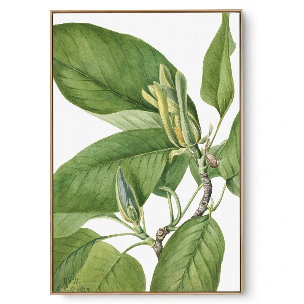 Quadro Decorativo Reprodução Pintores Mary Vaux - Magnolia 1922