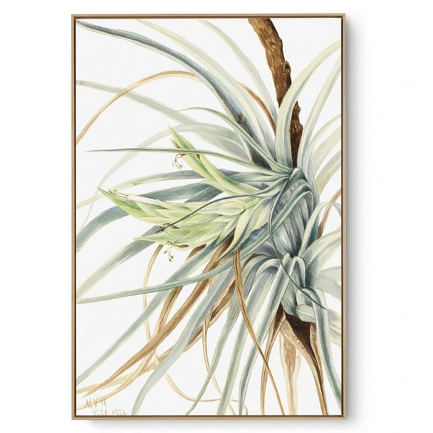 Quadro Decorativo Reprodução Pintores Mary Vaux - Wild Pineapple 1921