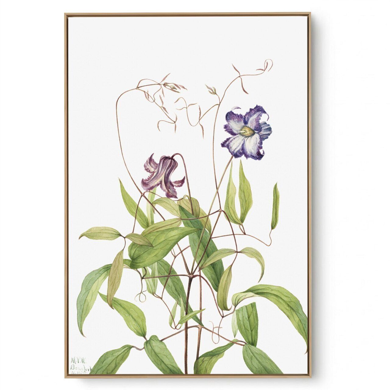 Quadro Decorativo Reprodução Pintores Mary Vaux - Curly Clematis