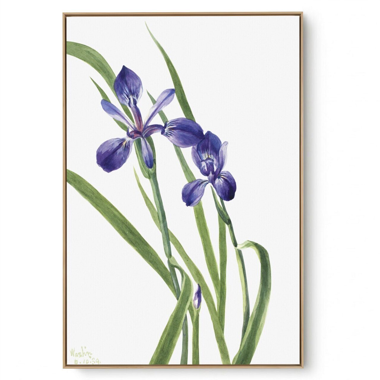 Quadro Decorativo Reprodução Pintores Mary Vaux - Iris Species