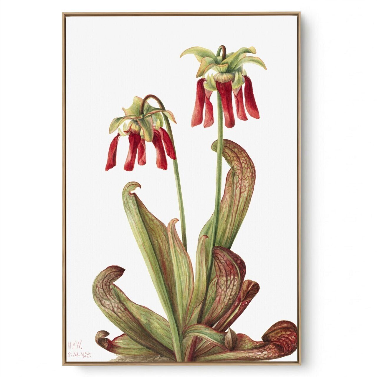 Quadro Decorativo Reprodução Pintores Mary Vaux - Parrot