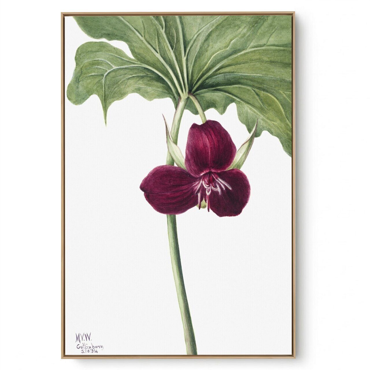 Quadro Decorativo Reprodução Pintores Mary Vaux - Sweet Trillum