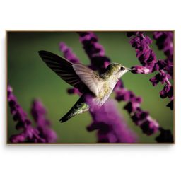 Quadro Decorativo Beija Flor