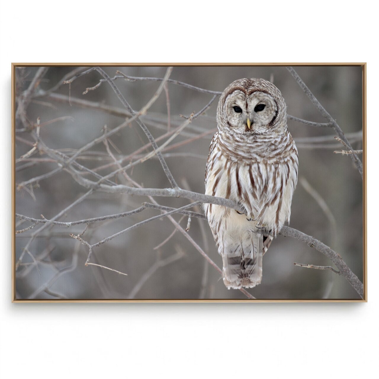 Quadro Decorativo Preto e Branco Coruja